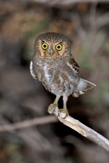 Elf Owl (Micrathene whitneyi) perched on a branch in southern Arizona, USA