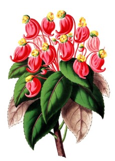 Impatiens jerdoniae, plant species of the Balsaminaceae family, plant and flower, digitally