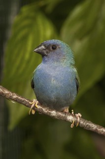 Tricolored Parrotfinch (Erythrura tricolor)