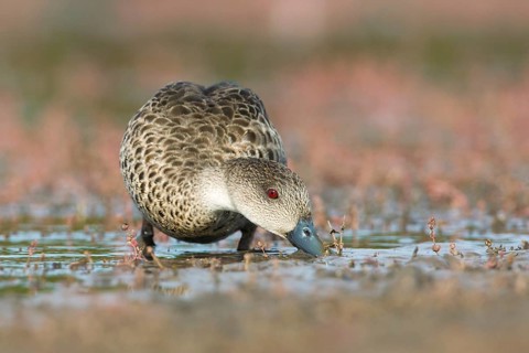 Grey Teal (Anas gracilis) feeding, Victoria, Australia