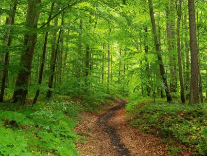 Beech woodland (Fagus slyvatica), and dried out stream, Gangolfsberg, Rhön Biosphere Reserve,