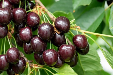 Sweet cherry (Prunus avium 'Regina'),  Austria