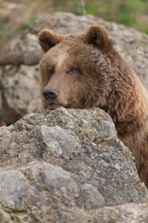 Eurasian brown bear (Ursus arctos arctos) resting between rocks, looking to camera