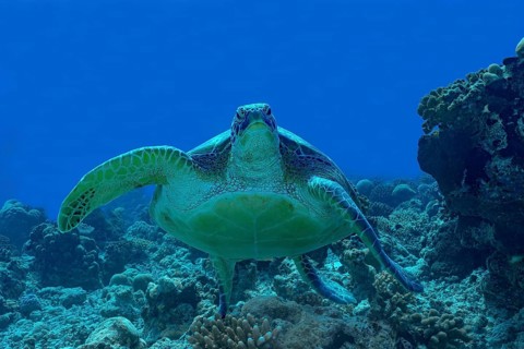 A majestic green sea turtle glides through the vibrant coral reef waters of the Maldives,