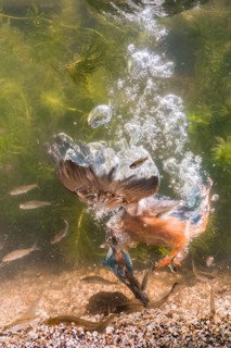Common Kingfisher (Alcedo atthis) male fishing, Lower Saxony, Germany