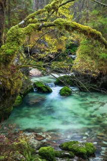 The forest stream in Echerntal in autumn. Trees and rocks with moss. Turquoise coloured water.