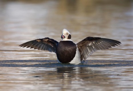 Long-tailed Duck (Clangula hyemalis) male flapping wings, Ohio, USA