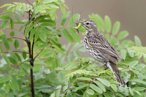 Meadow Pipit (Anthus pratensis) perched on a branch with insects in its beak, Netherlands
