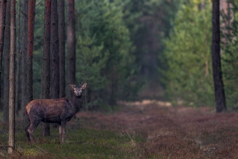 In mid-March, the younger red deer (Cervus elaphus) usually still wear their antlers, while the