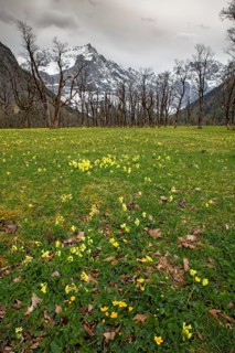 The Großer Ahornboden in spring, blooming primroses, Großer Ahornboden, Karwendelgebirge, Tyrol,