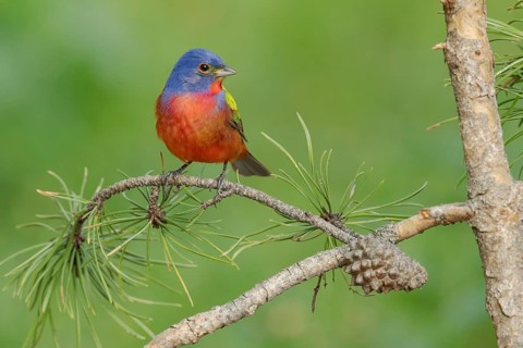 Painted Bunting (Passerina ciris) male perched on a branch, Texas, USA