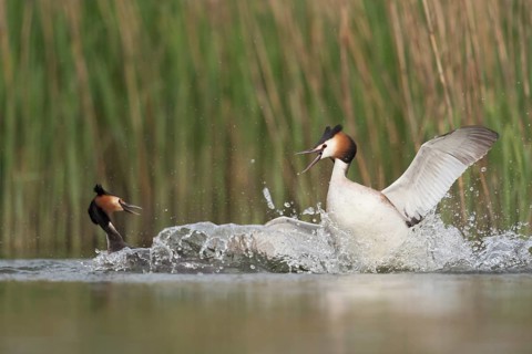 Great Crested Grebe (Podiceps cristatus) fighting over territory, North Rhine-Westphalia, Germany
