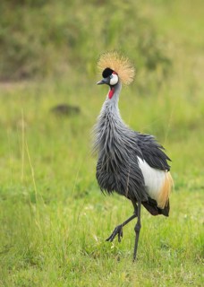 Grey Crowned Crane (Balearica regulorum), Uganda