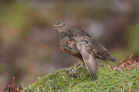 Rufous-bellied Seedsnipe (Attagis gayi), Napo, Ecuador
