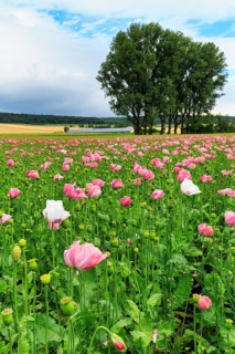 Opium poppy (Papaver somniferum), cultivation of edible poppy, poppy field, pink flowers and seed