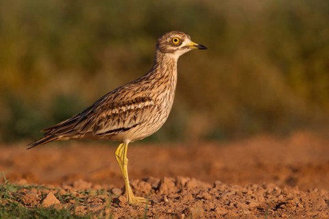 Eurasian Stone-curlew (Burhinus oedicnemus), Saragossa, Spain