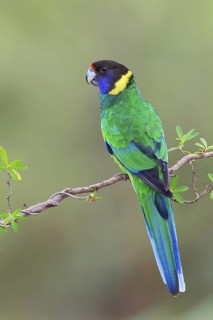 Twenty-eight Parrot (Barnardius zonarius semitorquatus) male, Western Australia, Australia