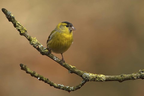 Eurasian Siskin (Spinus spinus) male, Utrecht, Netherlands