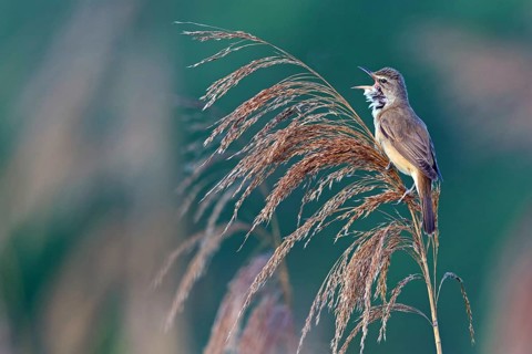 Reed warbler, (Acrocephalus arundinaceus), reedbed perch, biotope, habitat, animals, birds,