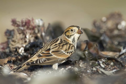 Lapland Longspur (Calcarius lapponicus), Schleswig-Holstein, Germany