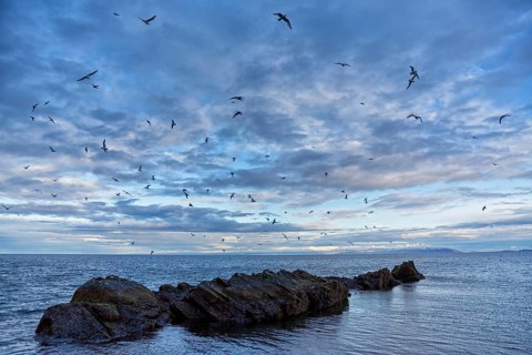 Dreizehenmöwe, Black-legged Kittiwake, Kittiwake, Rissa tridactyla, Mouette tridactyle, Gaviota