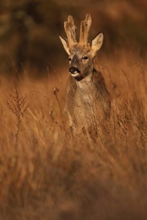 A roe deer stands gracefully amidst tall grasses in a sunlit field, bathed in the warm hues of