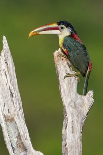 Curl-crested Aracari (Pteroglossus beauharnaesii) perched on a branch in the Amazon of Brazil