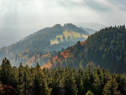 View from the summit of Belchen over typical Black Forest landscape with forest-covered hills in