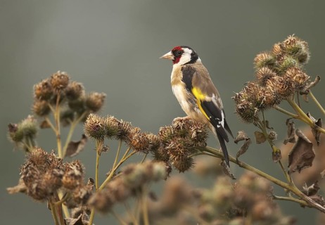 European Goldfinch (Carduelis carduelis) male, Mecklenburg-Western Pomerania, Germany