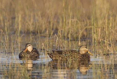 Mottled Duck (Anas fulvigula) pair, Florida, USA