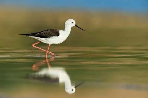 Black-winged Stilt (Himantopus himantopus), Eilat, Israel