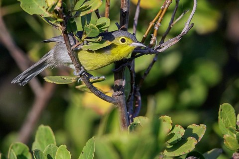 Oriente Warbler (Teretistris fornsi) perched on a branch in Cuba