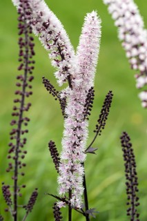 Silver primrose (Actaea simplex 'Chocoholic')