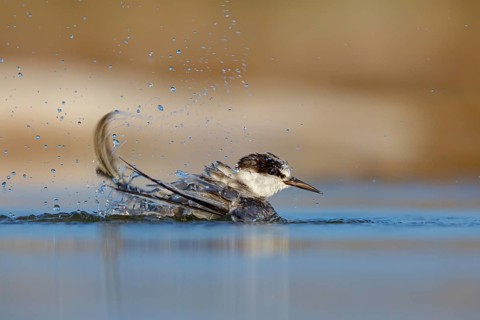Oriental Tern, (Sterna saundersii), Sterna saundersi, Tern bathing in water, Animals, Birds, Terns,