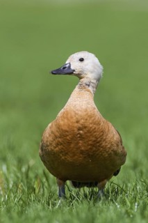 Ruddy Shelduck (Tadorna ferruginea) juvenile, Thurgovia, Switzerland