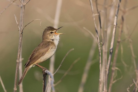 Blyths Reed Warbler - Buschrohrsänger - Acrocephalus dumetorum, Russia (Ural)