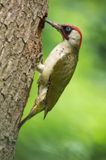 European Green Woodpecker (Picus viridis) male at breeding cavity, Rhineland-Palatinate, Germany