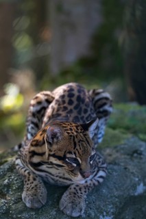 One female Ocelot, Leopardus pardalis, resting on a rock with dry and green vegetation in the