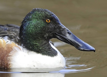 Northern Shoveler (Spatula clypeata) male, British Columbia, Canada