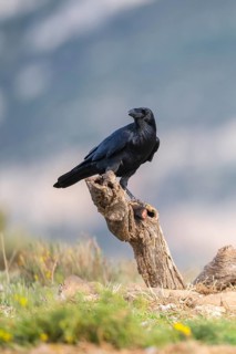 Common raven (Corvus corax) sitting on a dead branch, Pyrenees, Catalonia, Spain