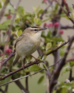 Sedge Warbler (Acrocephalus schoenobaenus), Schleswig-Holstein, Germany