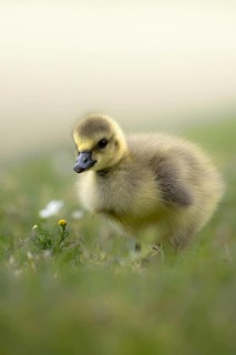 Egyptian Goose (Alopochen aegyptiaca) chick, South Holland, Netherlands