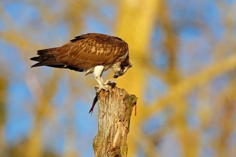 Western Osprey (Pandion haliaetus) eating a fish, Mecklenburg-Western Pomerania, Germany