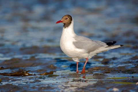 Black-headed Gull (Chroicocephalus ridibundus), Seahouses, United Kingdom