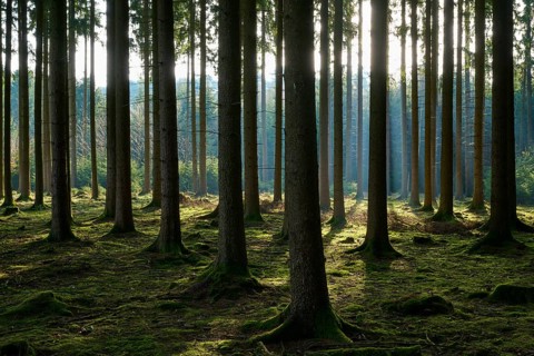 Shady forest with tall trees, sun rays streak the moss-covered ground and create a play of light