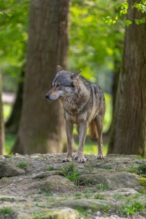 One eurasian gray wolf (Canis lupus lupus) standing on a rock in an open forest. Grass, logs and