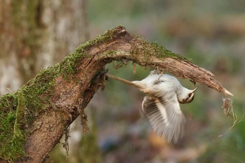 Eurasian Treecreeper (Certhia familiaris), Rhineland-Palatinate, Germany