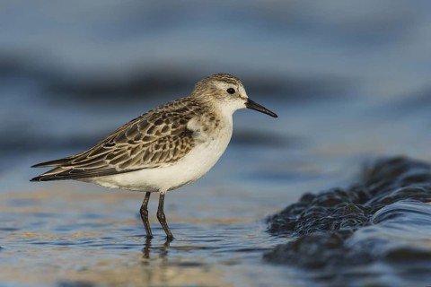Little Stint (Calidris minuta), Eilat, Israel