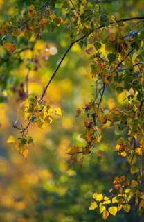 Laubwald mit Ästen bunter Herbstblätter einer Pappel (Populus spec.) in gelben und roten Farben im