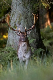 The rut reaches its peak in a week and every day I can observe new fallow deer (Dama dama) in the